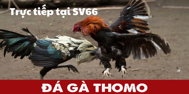 Thomo tại SV66: Đỉnh cao giải trí đá gà trực tuyến